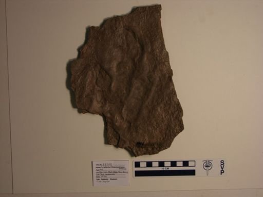 Grallator (Anchisauripus) sillimani