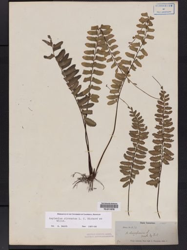 Asplenium