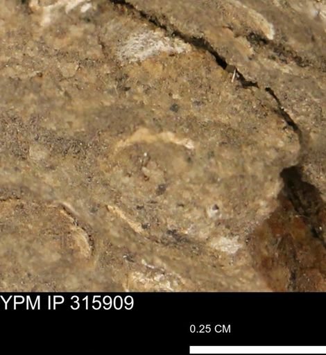 undet. Mollusca