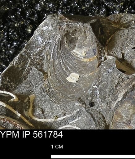Limopsis sp.