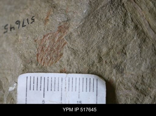 undet. Dendroidea