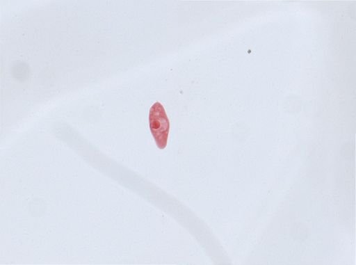 Paramecium aurelia