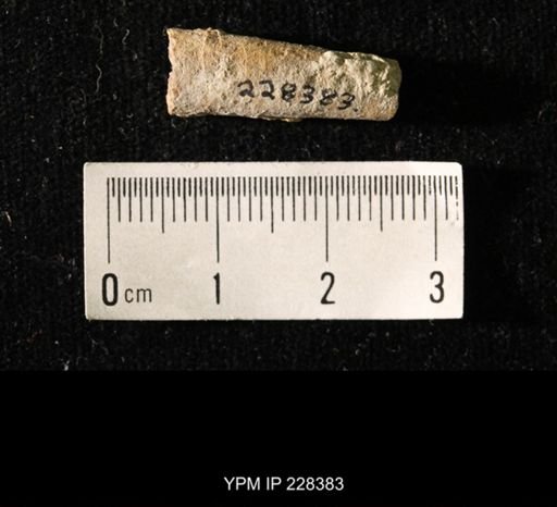 Pseudorthoceras knoxense