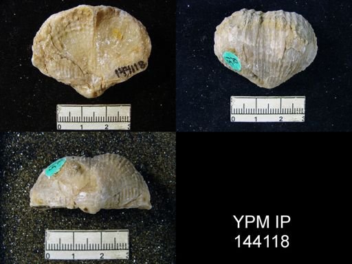Productus (Dictyoclostus) indicus