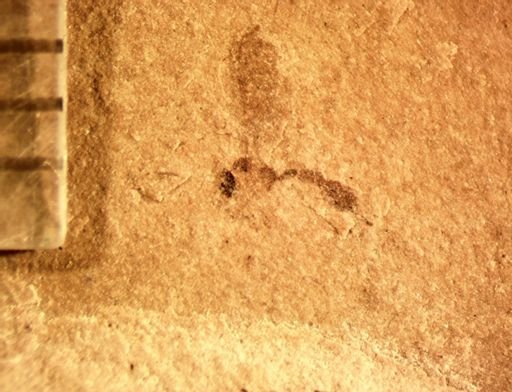 undet. Hymenoptera