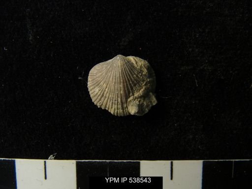 Cincinnetina meeki