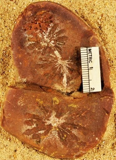 Annularia