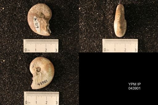 Hoploscaphites nicolletii