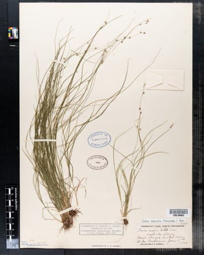 Carex radiata