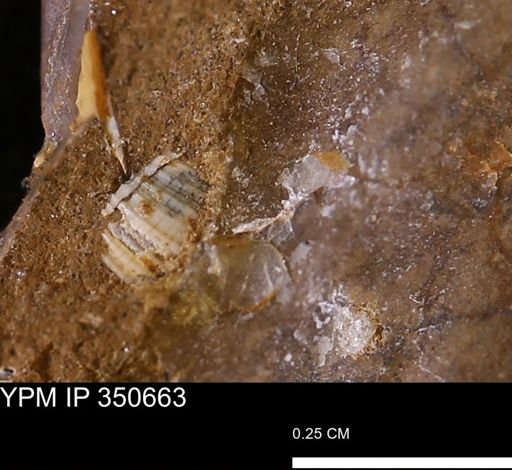 undet. Mollusca