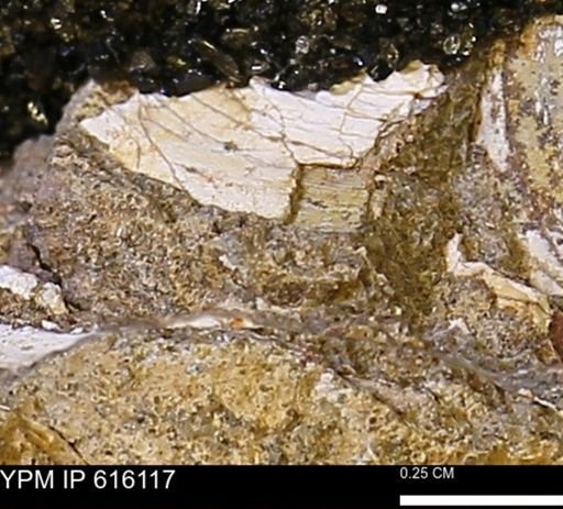 undet. Bivalvia