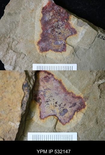 undet. Porifera