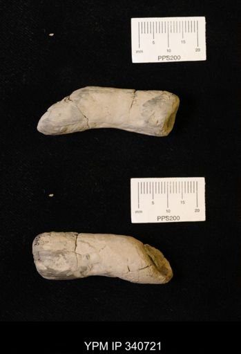 undet. Ichnofossil (invertebrate)