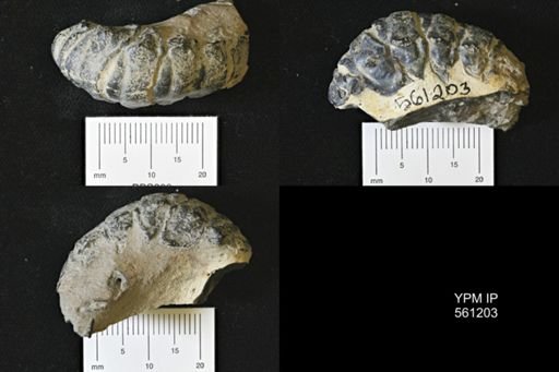 undet. Astacidea