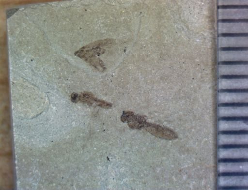 undet. Hemiptera