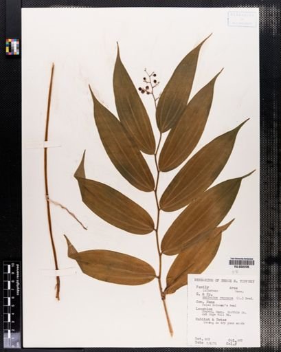 Maianthemum