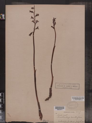 Corallorhiza maculata