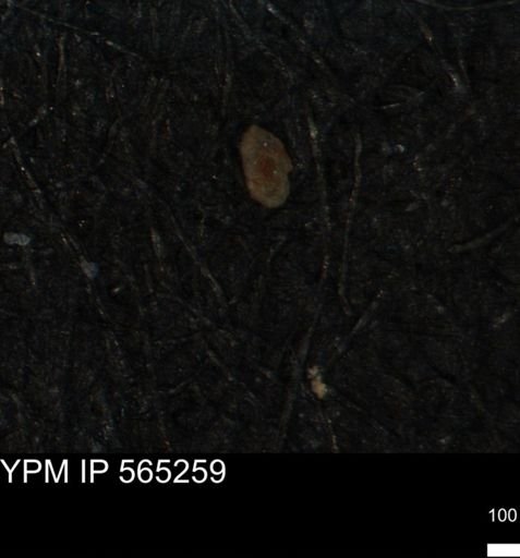 Foraminiferida