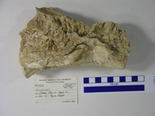 Siluriformes