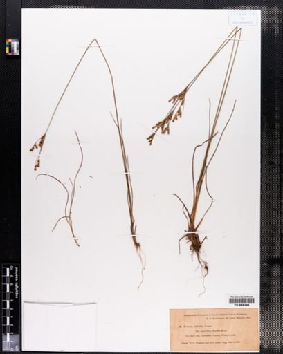 Juncus tenuis