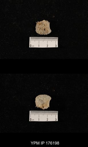 undet. Aulostegoidea