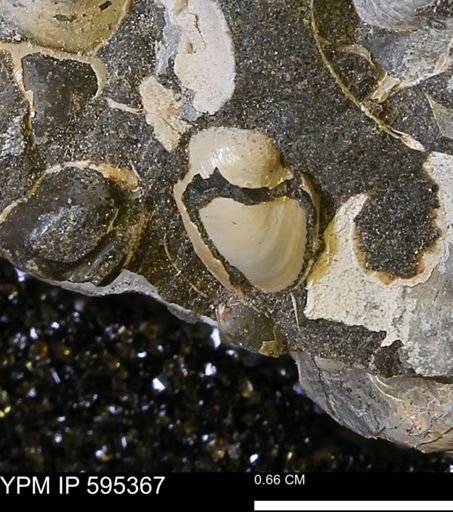 Protocardia sp.
