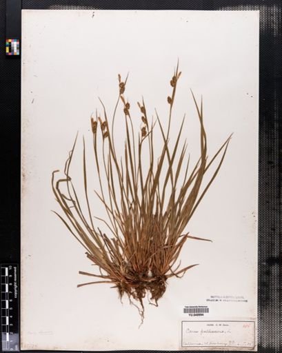 Carex pallescens