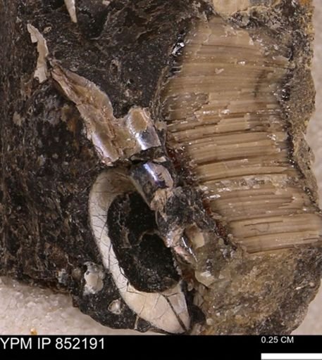 undet. Bivalvia