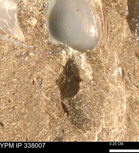 undet. Bivalvia