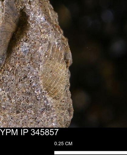 undet. Mollusca