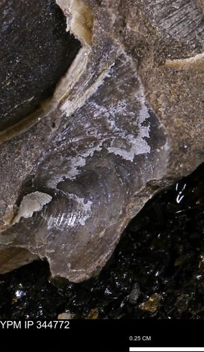 Oxytoma (Hypoxytoma) nebrascana