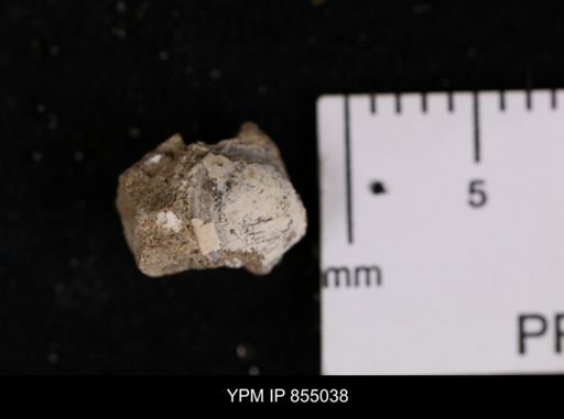 Protocardia sp.