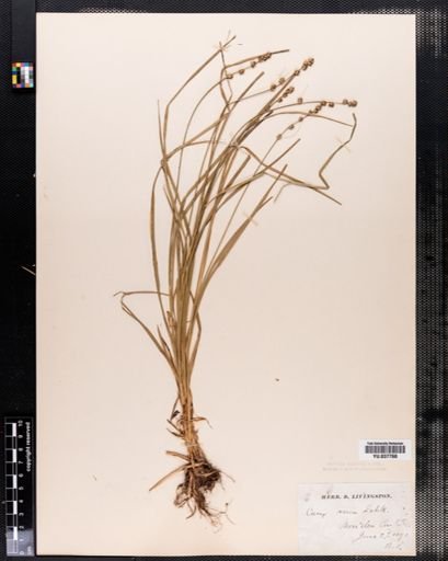 Carex varia