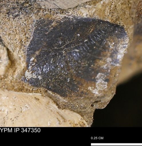 undet. Bivalvia
