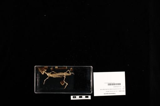 Tribolonotus gracilis