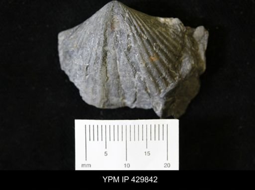 Spinocyrtia granulosa