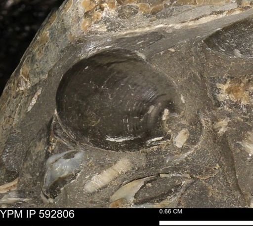 Anomia gryphorhyncha