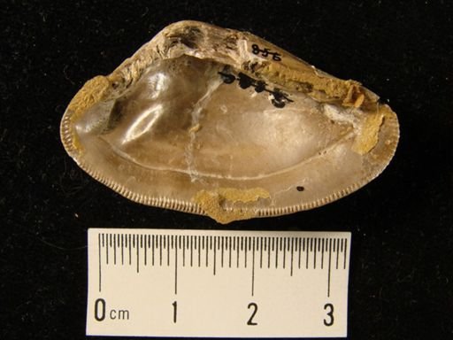 Nucula percrassa