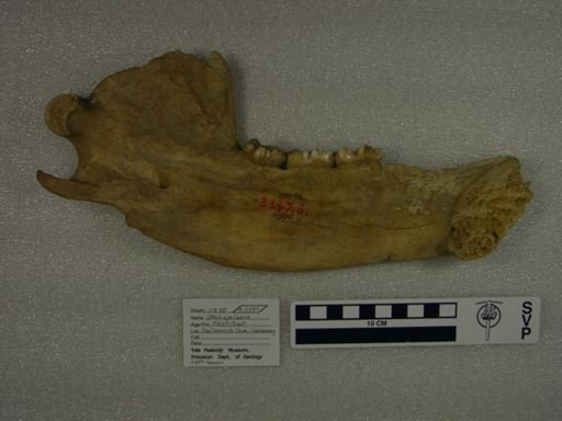 Ursus spelaeus