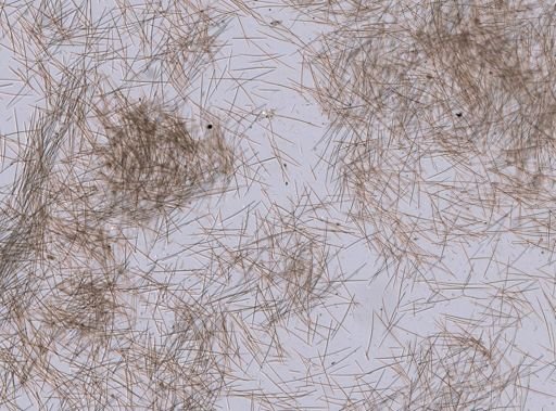 Halichondrida