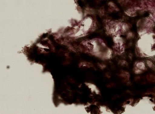 Iotrochota birotulata