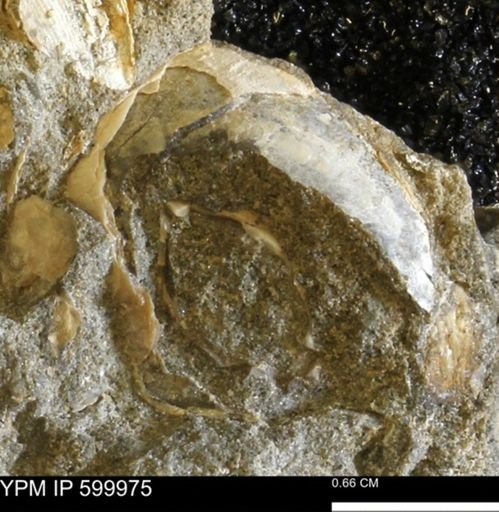 undet. Bivalvia