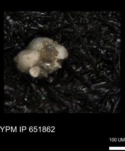 undet. Foraminiferida