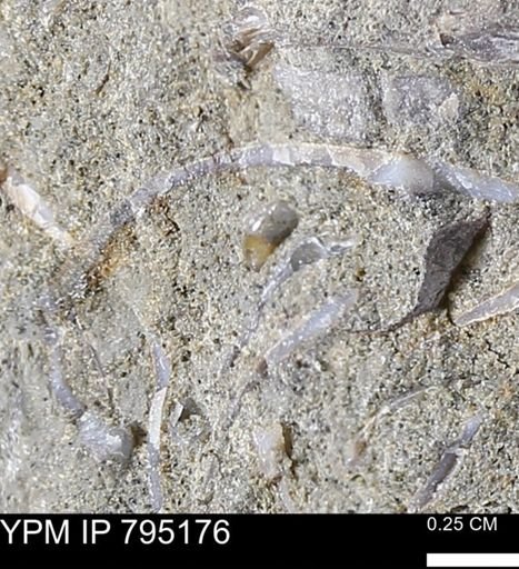 undet. Bivalvia