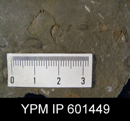 Leiorhynchus sp.