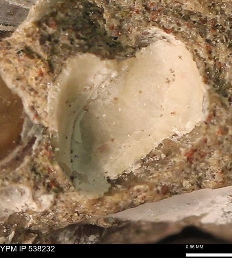 Corbulamella gregaria