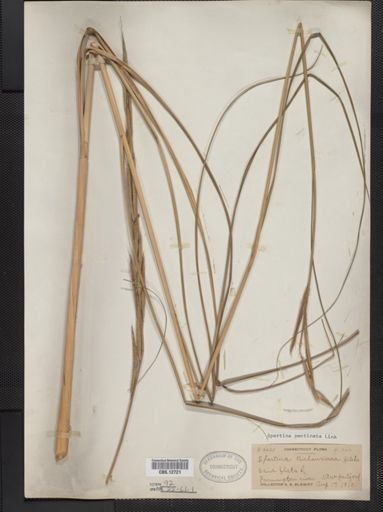 Spartina pectinata