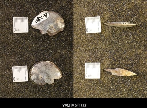 Sphenodiscus lenticularis