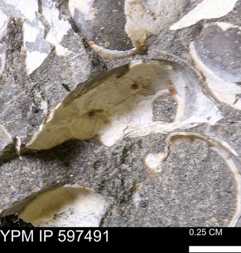 Limopsis striatopunctatus