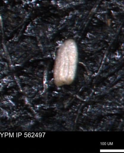 Miliammina ischnia